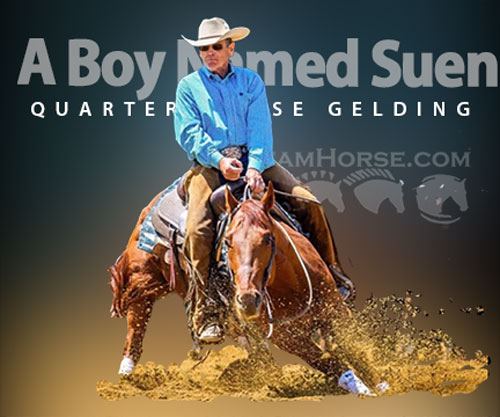 Horse ID: 2309984 A Boy Named Suen