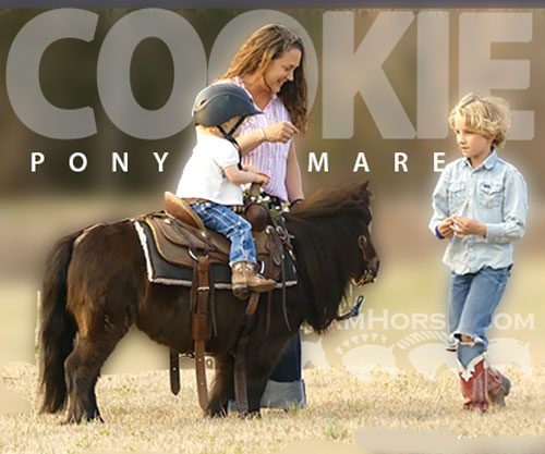 Horse ID: 2309988 Cookie