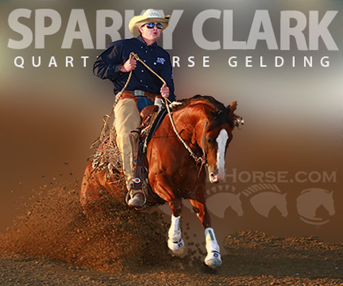 Horse ID: 2310031 SPARKY CLARK