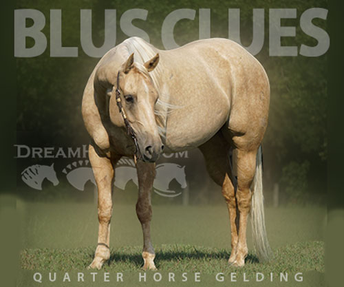 Horse ID: 2310032 BLUS CLUES