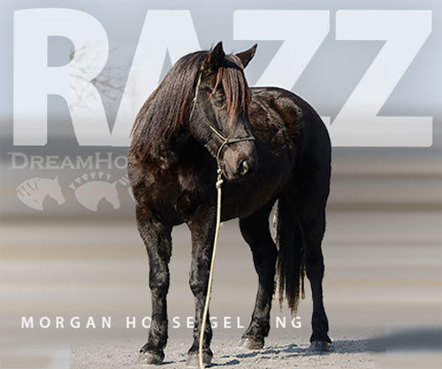 Horse ID: 2310099 Razz