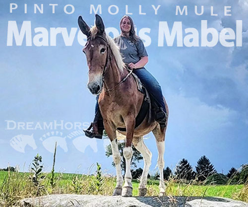 Horse ID: 2310166 Marvelous Mabel
