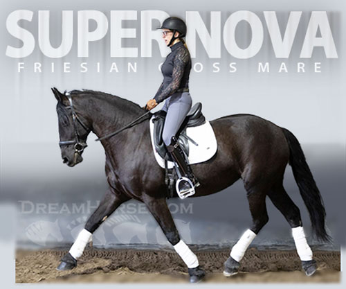 Horse ID: 2310865 Super Nova
