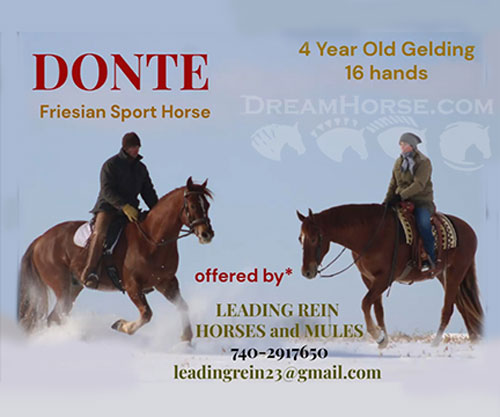 Horse ID: 2310872 Leading Rein's Donte