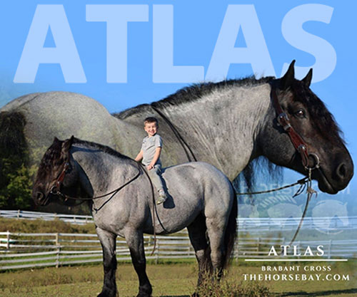 Horse ID: 2311083 Atlas