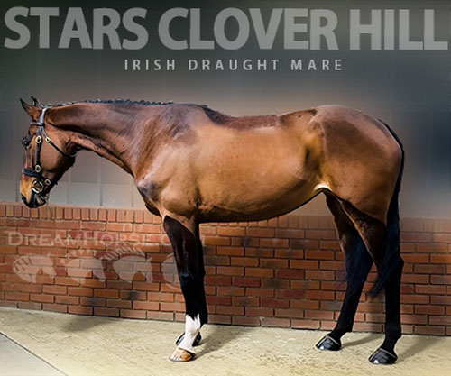Horse ID: 2311111 STARS CLOVER HILL