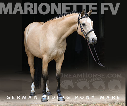 Horse ID: 2311139 Marionette FV