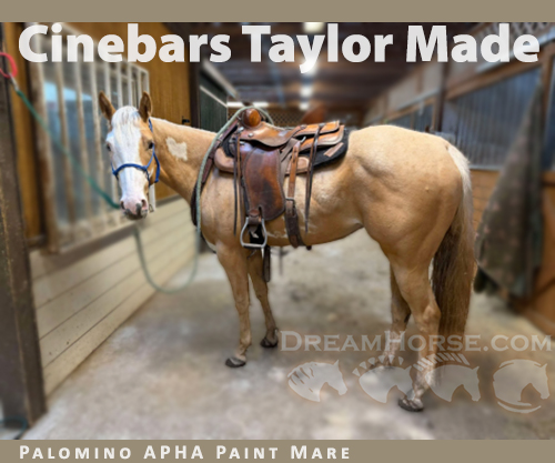 Horse ID: 2311238 Cinebars Taylor Made