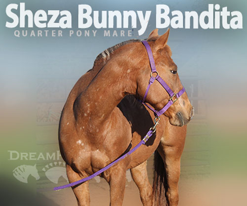 Horse ID: 2311374 Sheza Bunny Bandita
