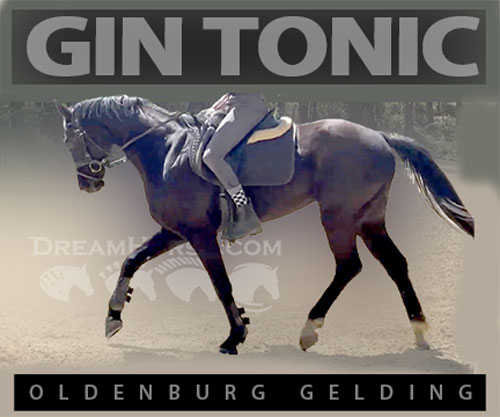 Horse ID: 2311514 Gin Tonic