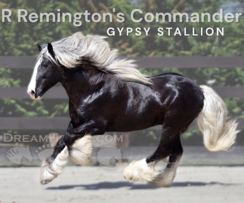 Horse ID: 2311540 R Remington's Commander
