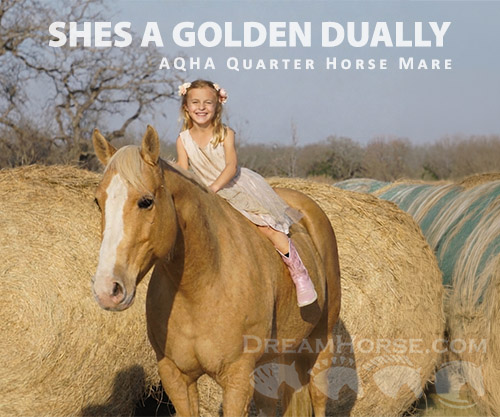 Horse ID: 2311657 SHES A GOLDEN DUALLY