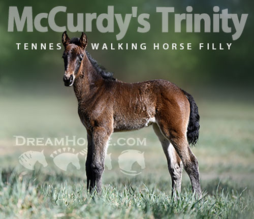 Horse ID: 2311907 McCurdy's Trinity