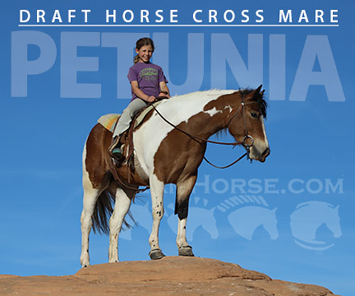 Horse ID: 2311909 Petunia