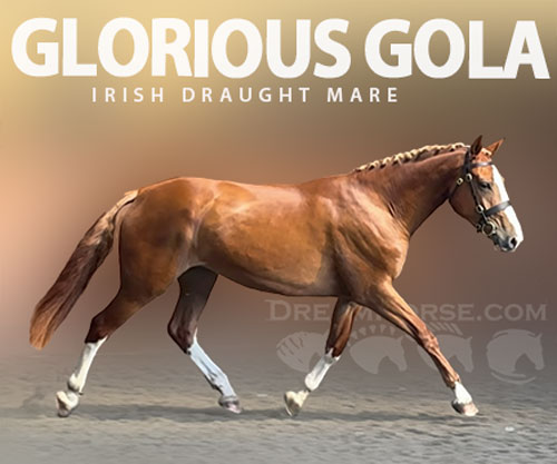 Horse ID: 2312084 GLORIOUS GOLA