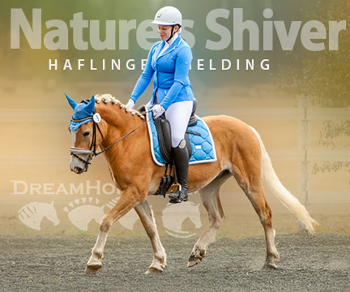 Horse ID: 2313252 Nature’s Shiver