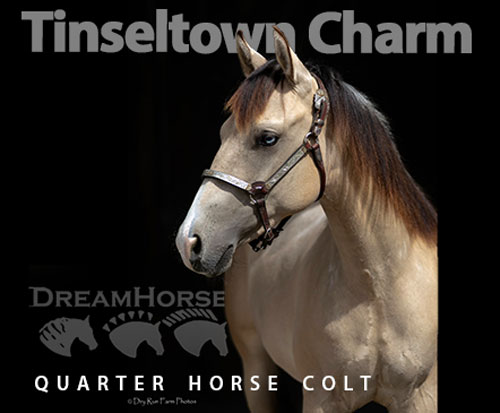 Horse ID: 2313922 Tinseltown Charm