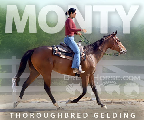 Horse ID: 2314032 Monty