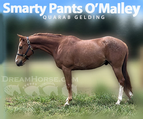 Horse ID: 2314066 Smarty Pants O’Malley