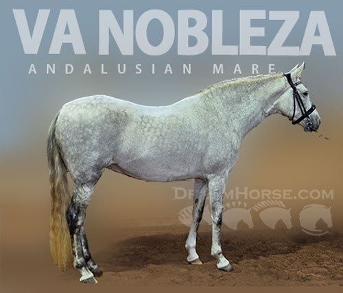 Horse ID: 2315144 VA Nobleza
