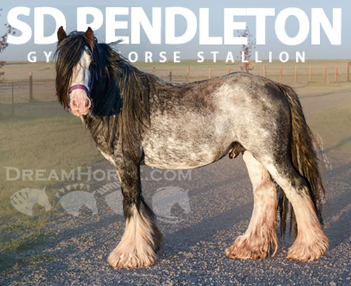 Horse ID: 2315780 SD Pendleton