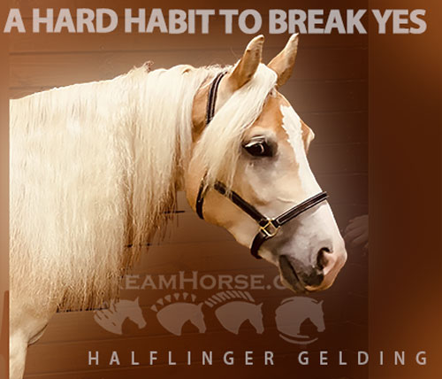 Horse ID: 2315909 A Hard Habit to Break YES