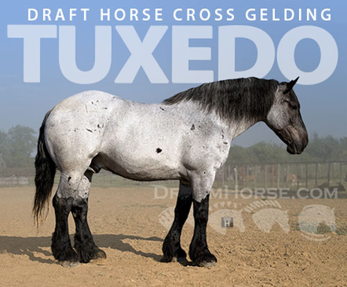 Horse ID: 2316014 Tuxedo