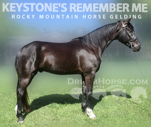 Horse ID: 2316349 KEYSTONE'S REMEMBER ME