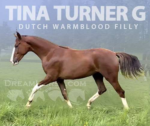Horse ID: 2316365 Tina Turner G