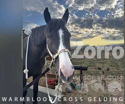 Horse ID: 2316477 Zorro
