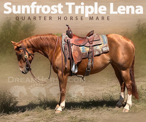 Horse ID: 2317151 Sunfrost Triple Lena