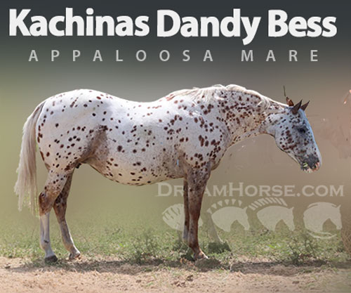 Horse ID: 2317980 Kachinas Dandy Bess