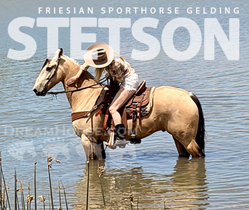 Horse ID: 2318361 Stetson