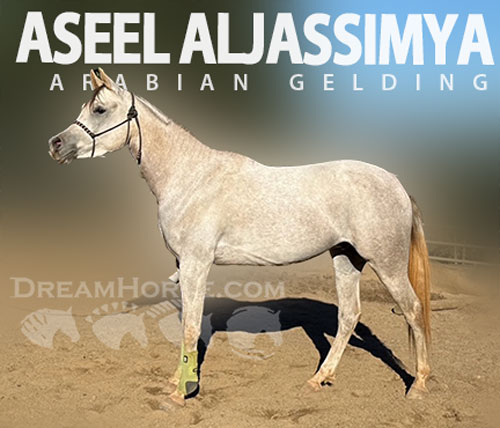 Horse ID: 2321039 ASEEL ALJASSIMYA