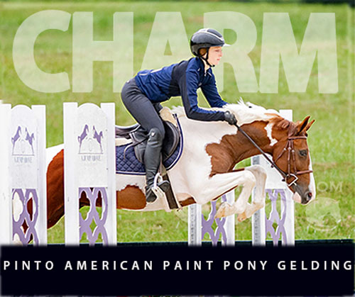 Horse ID: 2321048 Charm