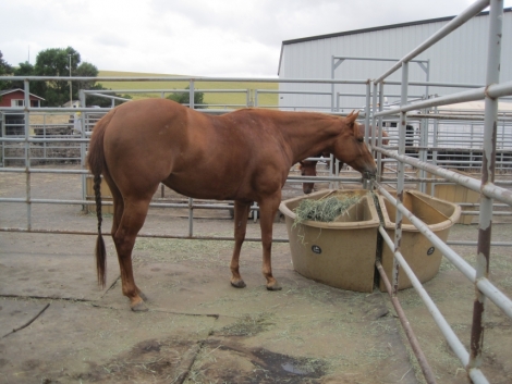 Tack ID: 568173 Made for horses! Heavy duty row of 5 free standing horse pen - PhotoID: 152677 - Expires 30-Jul-2024 Days Left: 58