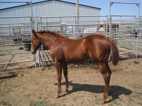 Tack ID: 568173 Made for horses! Heavy duty row of 5 free standing horse pen - PhotoID: 152678 - Expires 30-Jul-2024 Days Left: 72