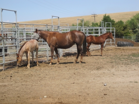 Tack ID: 568173 Made for horses! Heavy duty row of 5 free standing horse pen - PhotoID: 152679 - Expires 30-Jul-2024 Days Left: 58