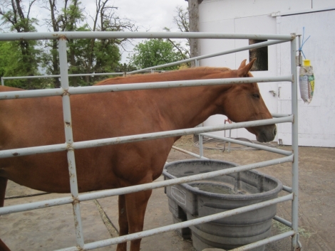 Tack ID: 568173 Made for horses! Heavy duty row of 5 free standing horse pen - PhotoID: 152680 - Expires 30-Jul-2024 Days Left: 72