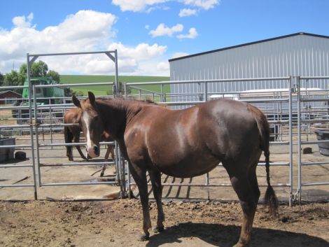 Tack ID: 568173 Made for horses! Heavy duty row of 5 free standing horse pen - PhotoID: 152681 - Expires 30-Jul-2024 Days Left: 63