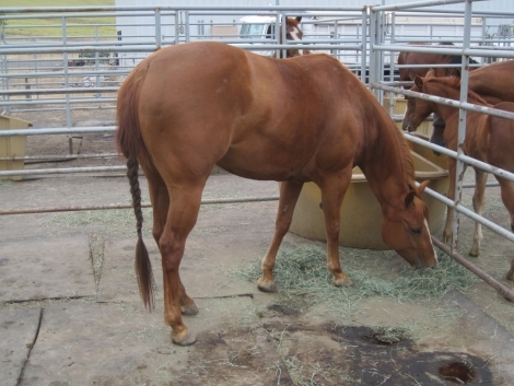 Tack ID: 568173 Made for horses! Heavy duty row of 5 free standing horse pen - PhotoID: 152682 - Expires 30-Jul-2024 Days Left: 68
