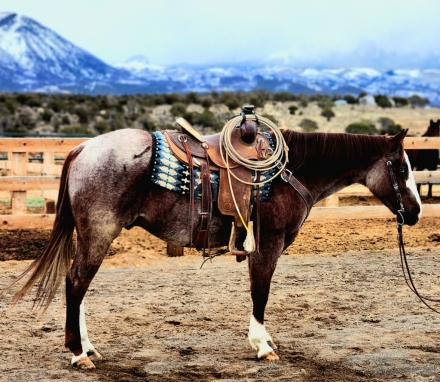 Tack ID: 568407 2024 Western Colorado Select Equine Sale - PhotoID: 152900 - Expires 08-Jul-2024 Days Left: 61