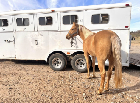 Tack ID: 570194 2000 4 horse bumper pull Circle J Slant in Devine, TX - PhotoID: 155286 - Expires 19-Feb-2026 Days Left: 76