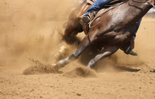 Tack ID: 570520 Equine Appraiser - PhotoID: 155655 - Expires 04-Nov-2026 Days Left: 180