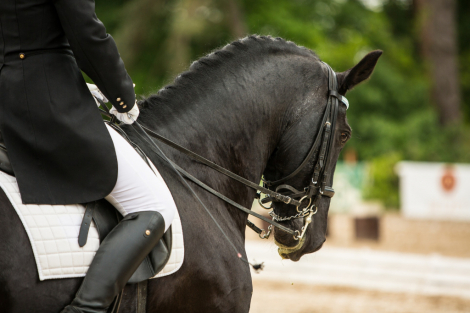 Tack ID: 570520 Equine Appraiser - PhotoID: 155657 - Expires 04-Nov-2026 Days Left: 180