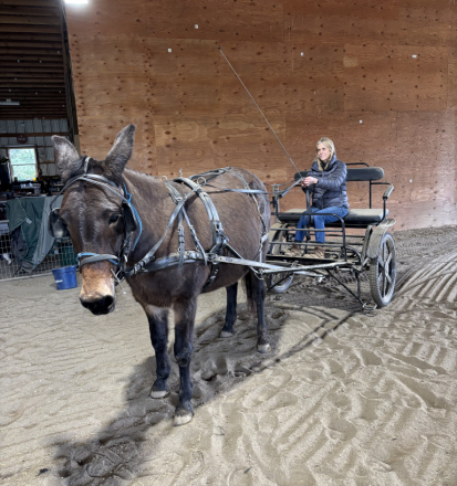 Tack ID: 570720 Very well built full horse/mule cart - PhotoID: 155886 - Expires 09-Nov-2026 Days Left: 89