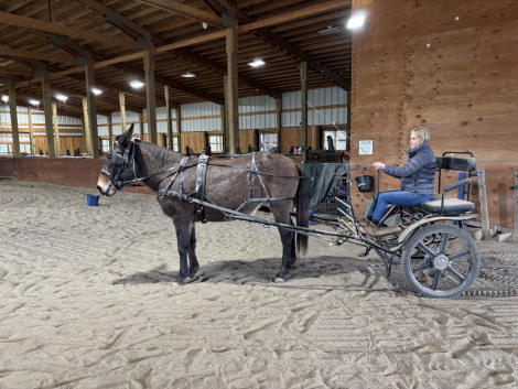 Tack ID: 570833 Full Size Horse Harness - PhotoID: 156060 - Expires 29-Mar-2027 Days Left: 180